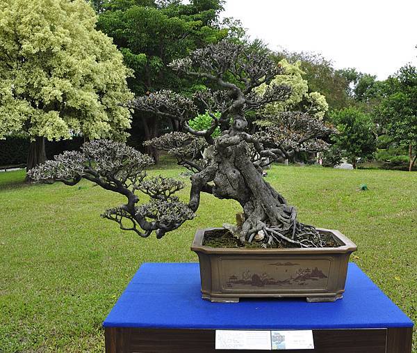 2017成美園_00078.jpg