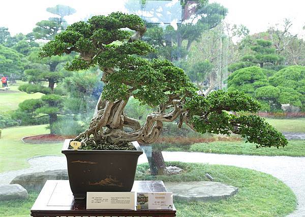 2017成美園_00090.jpg