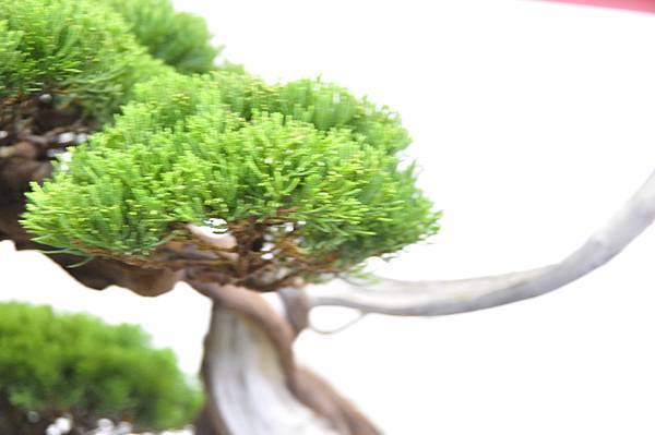 2017華風展_00303.jpg