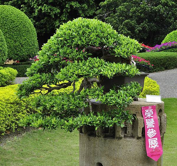 2017中華榕樹展_00001.jpg