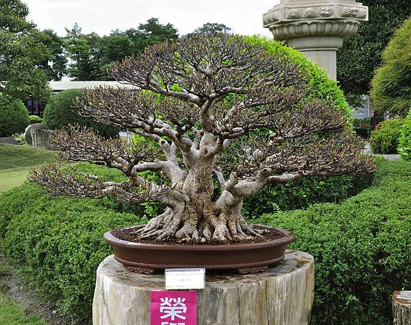 2017中華榕樹展_00007.jpg