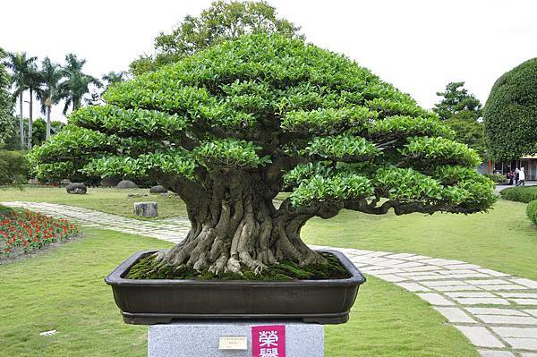 2017中華榕樹展_00008.jpg