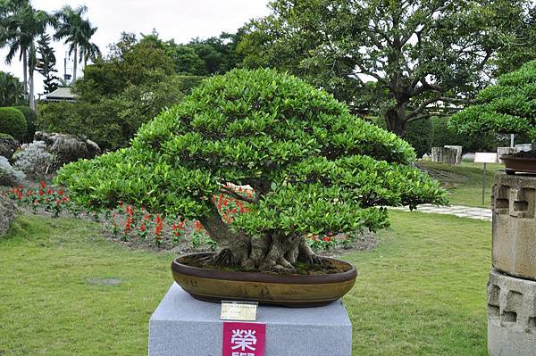 2017中華榕樹展_00010.jpg