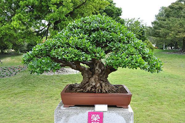 2017中華榕樹展_00013.jpg