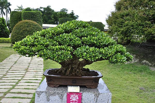 2017中華榕樹展_00015.jpg