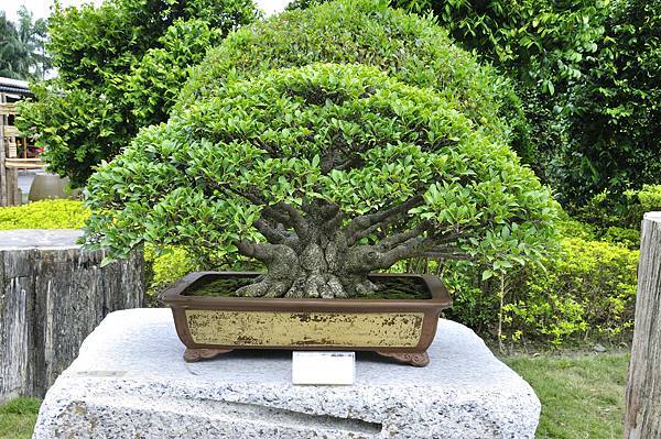 2017中華榕樹展_00028.jpg