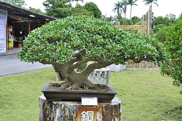 2017中華榕樹展_00030.jpg