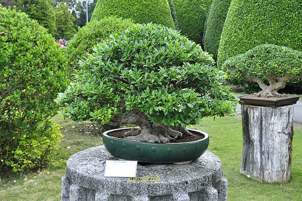 2017中華榕樹展_00033.jpg