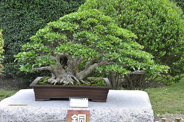2017中華榕樹展_00037.jpg