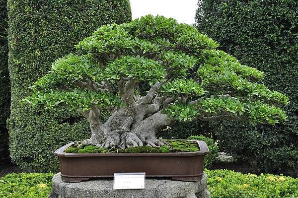 2017中華榕樹展_00040.jpg