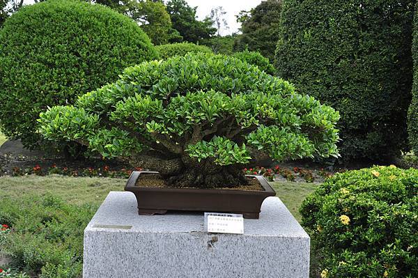 2017中華榕樹展_00048.jpg