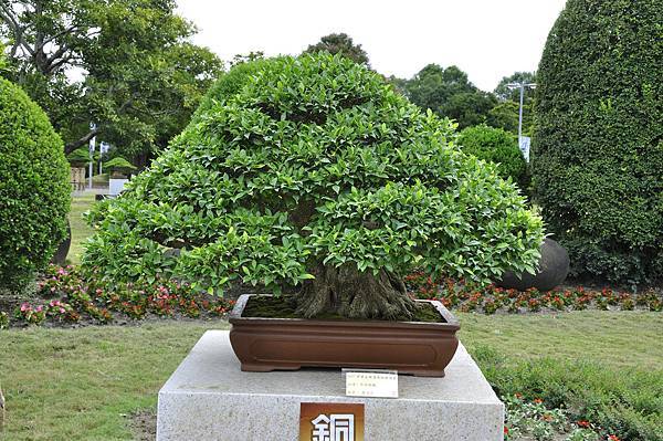2017中華榕樹展_00050.jpg