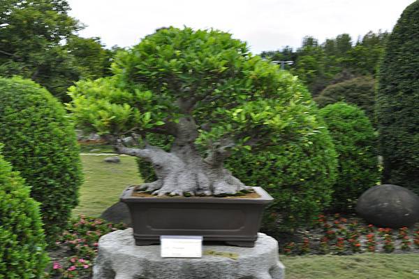 2017中華榕樹展_00051.jpg