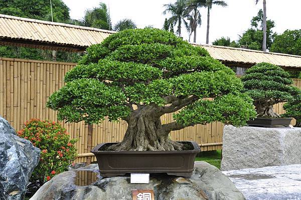 2017中華榕樹展_00061.jpg