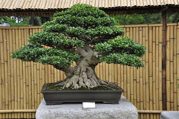 2017中華榕樹展_00062.jpg