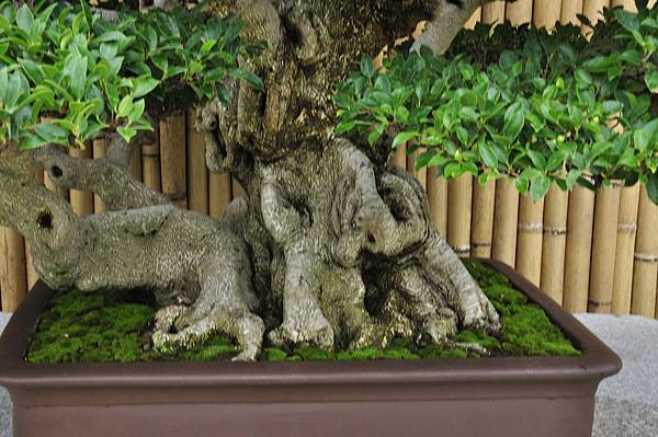 2017中華榕樹展_00067.jpg