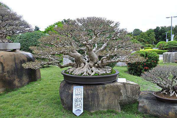2017中華榕樹展_00083.jpg