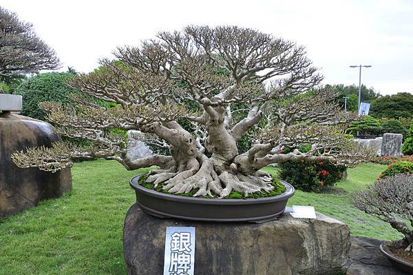 2017中華榕樹展_00084.jpg
