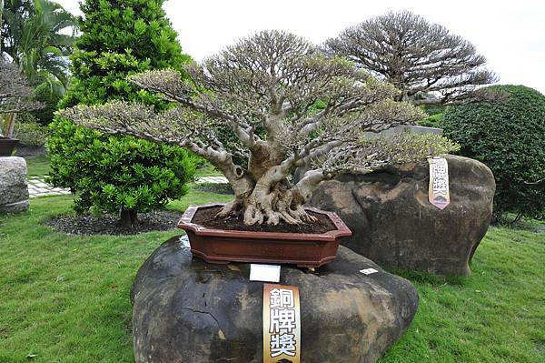 2017中華榕樹展_00098.jpg