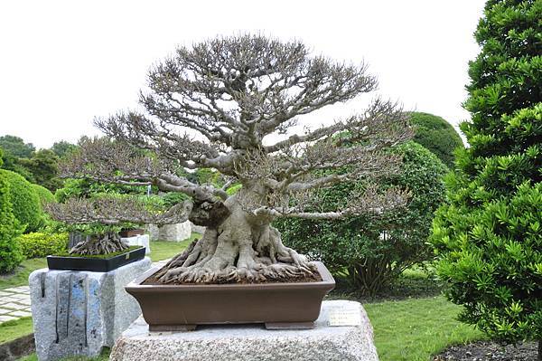 2017中華榕樹展_00102.jpg
