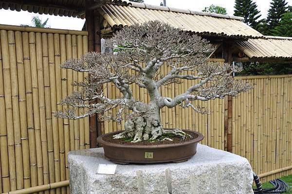 2017中華榕樹展_00101.jpg