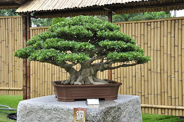 2017中華榕樹展_00105.jpg