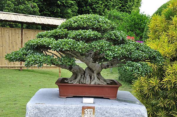 2017中華榕樹展_00110.jpg