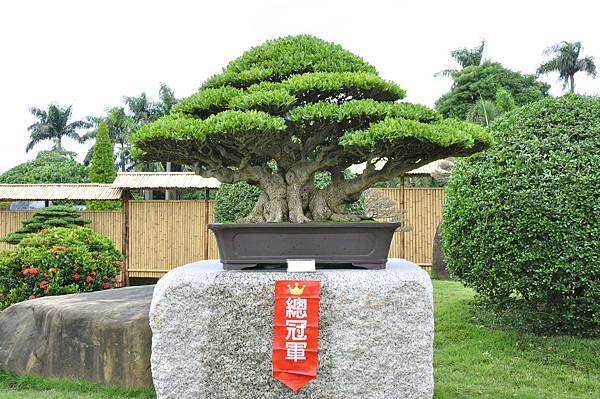 2017中華榕樹展_00111.jpg
