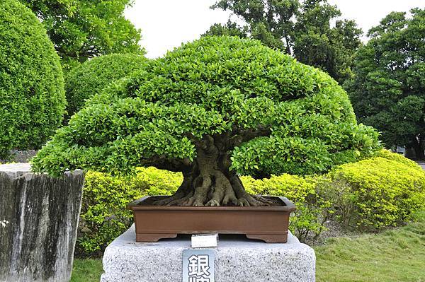 2017中華榕樹展_00128.jpg