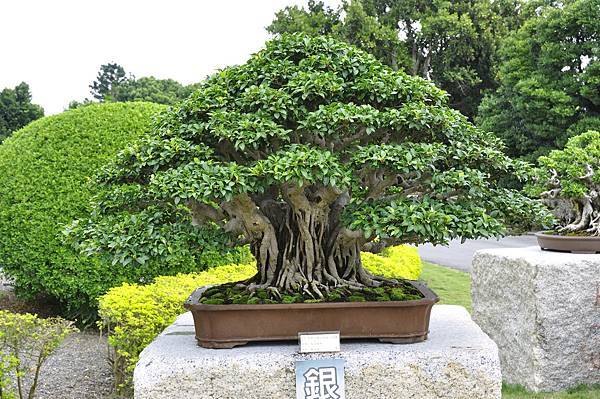 2017中華榕樹展_00131.jpg