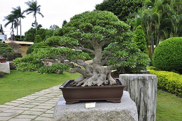 2017中華榕樹展_00134.jpg
