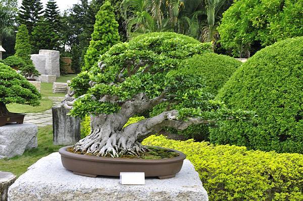 2017中華榕樹展_00135.jpg