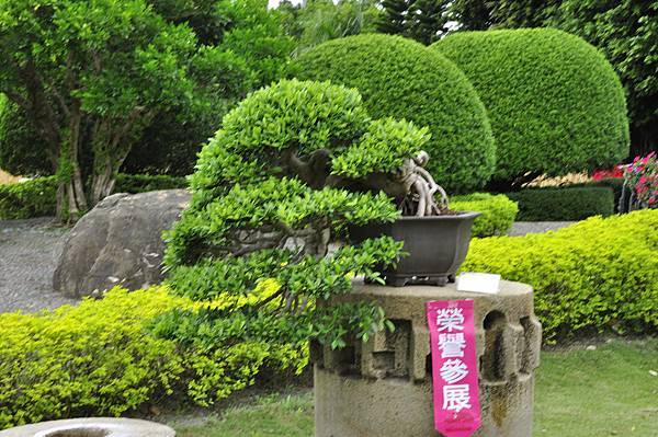 2017中華榕樹展_00138.jpg