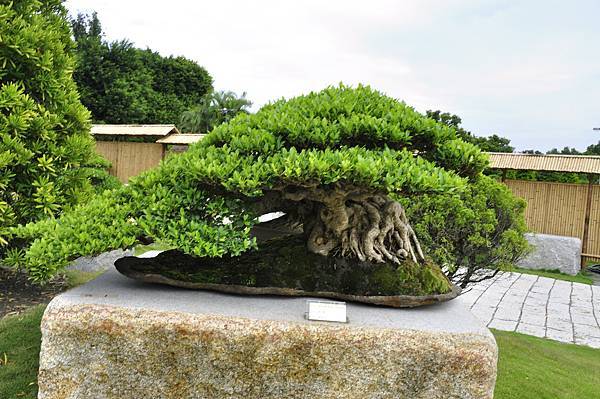 2017中華榕樹展_00149.jpg