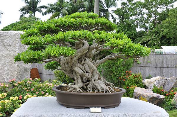 2017中華榕樹展_00151.jpg
