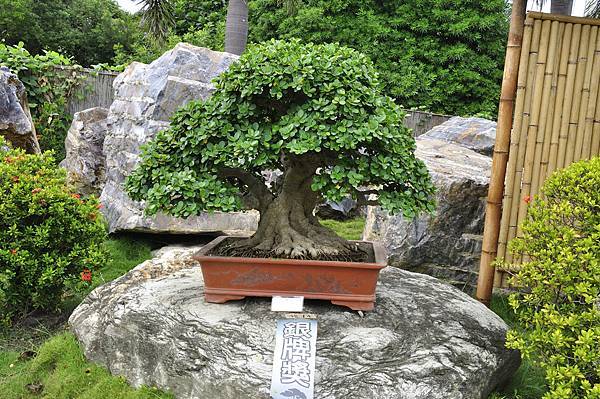 2017中華榕樹展_00153.jpg