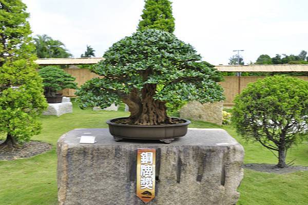 2017中華榕樹展_00155.jpg