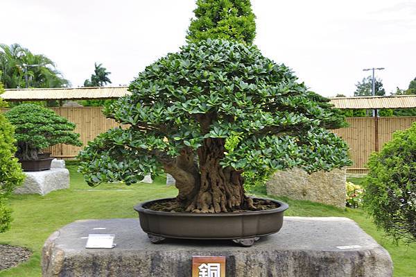 2017中華榕樹展_00156.jpg