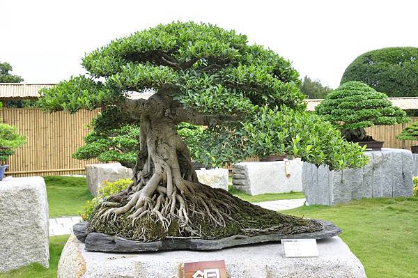 2017中華榕樹展_00178.jpg