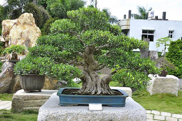 2017中華榕樹展_00186.jpg