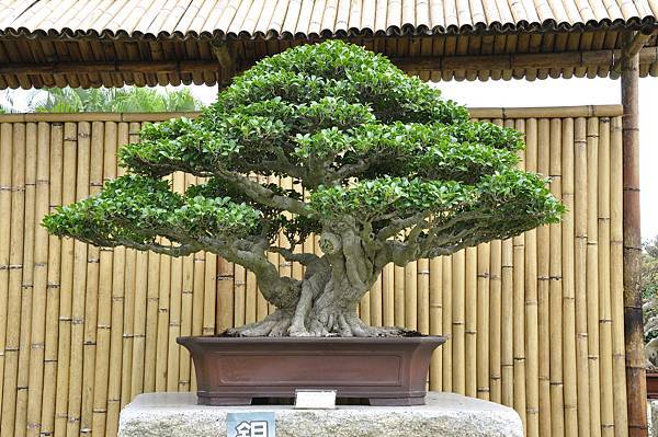 2017中華榕樹展_00189.jpg