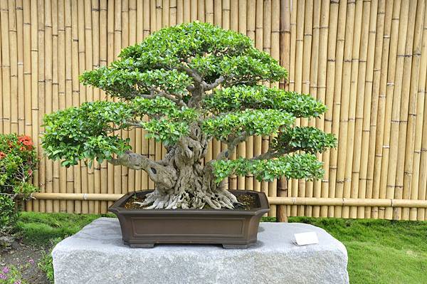 2017中華榕樹展_00190.jpg