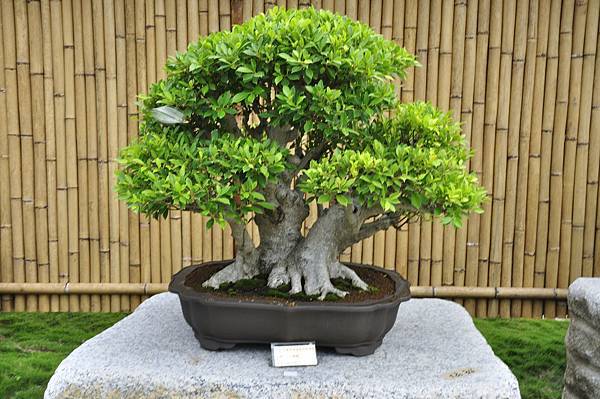 2017中華榕樹展_00193.jpg