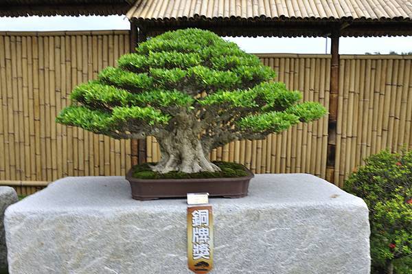 2017中華榕樹展_00196.jpg