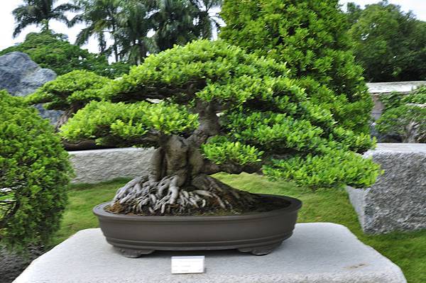 2017中華榕樹展_00200.jpg