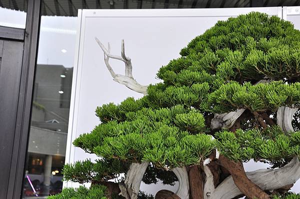 2017台中樹石展_00175.jpg