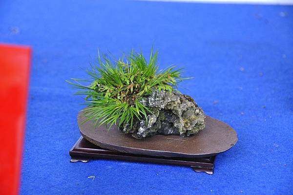 2017台中樹石展_00010.jpg
