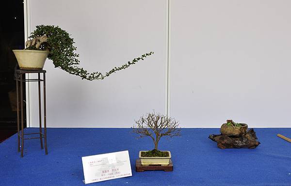 2017台中樹石展_00025.jpg