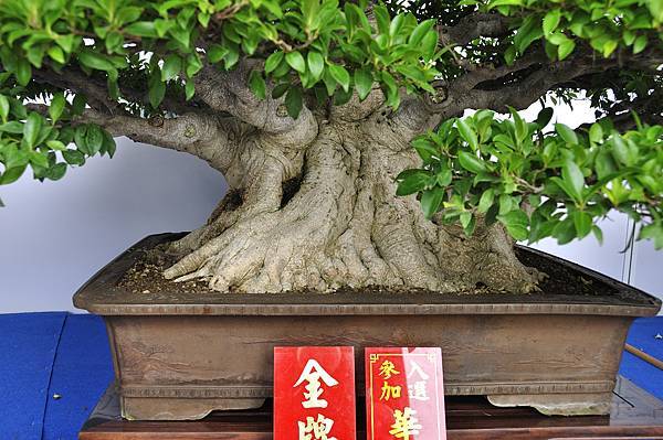 2017台中樹石展_00048.jpg