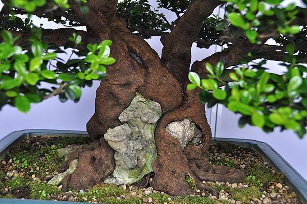 2017台中樹石展_00070.jpg